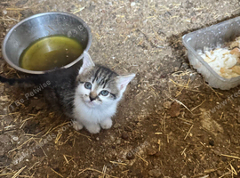 Farm kittens two boys left