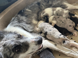 super border collies merles and black and whitd