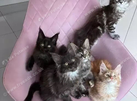Looking for a Maine Coon kitten/young cat to spoil!