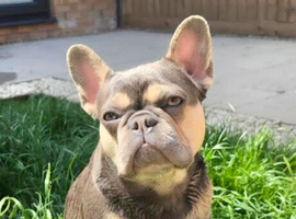 Female Lilac Micro French Bulldog