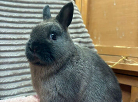 Friendly *vaccinated* netherland dwarfs