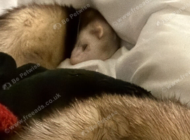 2 ferrets for sale mother and daughter
