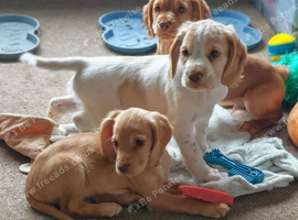 Beautiful cocker spaniel puppies READY NOW