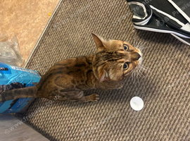 Male Bengal