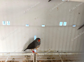 Timor zebra finch