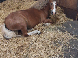 chestnut filly