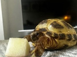 Horsefield Tortoise