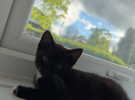 Beautiful female kitten