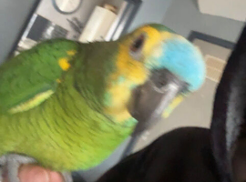Blue the blue fronted Amazon