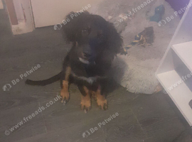 Cocker spaniel cross