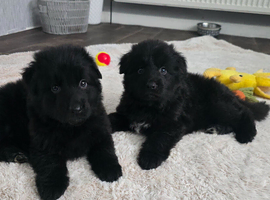 German Shepherd Long Hair  Black Puppies