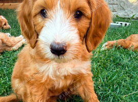 Ready Now | Australian Labradoodle Cross Puppies | Fully Health Tested Parents