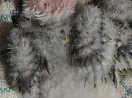 Baby conures