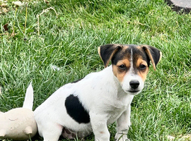 Jack baby looking for a new mama.
