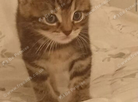 Bengal X kittens