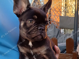 Reduced! Ready now! Loving quality frenchie pups