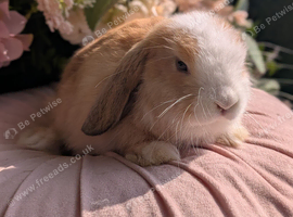 Mini lop