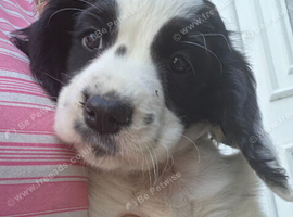 Cocker spaniel puppies ****Ready Now**only 1 black and white girl left**