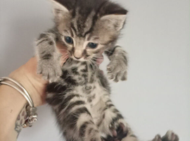 Ragdoll x boy