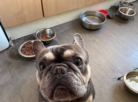 Free Male French bulldog