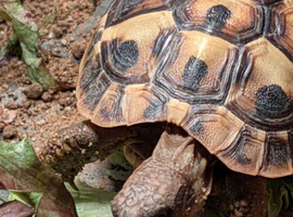 Hermann Tortoise