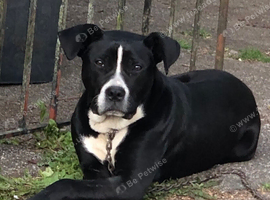 3 year old cane corso mix