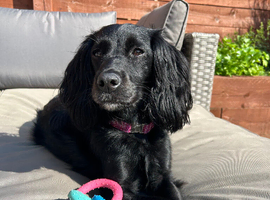 5 year old neutered female