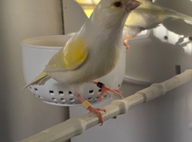 Yellow mosaic red eye line