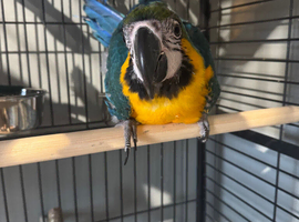 SILLY TAME BABY MACAWS