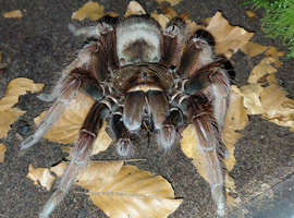 Theraphosa Apophysis