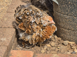 Millefleur Pekin Bantam Pullets