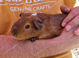 California x male guinea pig, ip3