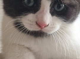 Beautiful kittens for sale