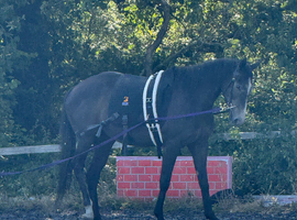 Thoroughbred filly