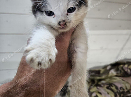 Last female kitten