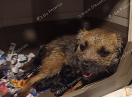 Border Terrier puppies male and female