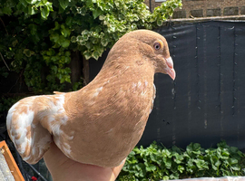 2 Meulemans pigeon