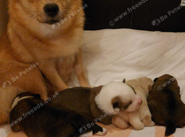 4 Adorable Puppies for Sale - 3 Girls & 1 Boy