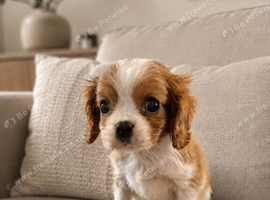 **DNA  PRA CLEAR CAVALIER KING CHARLES PUPPIES **