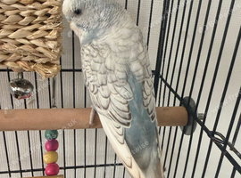 Baby budgies
