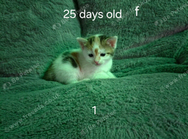 5 adorable kittens