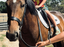 pc pony / working hunter/ very flashy