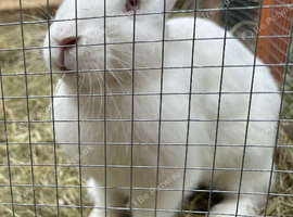 Rabbits