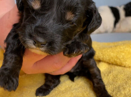 Cockapoo puppies