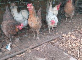 Six laying hens for sale , blue olive white brown egg layers