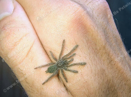 2.5Cm Maculatas