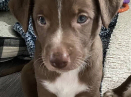 Labrador