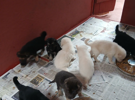 Stunning KC reg German Shepherd pups
