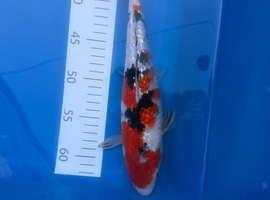 Koi carp for sale 3-21 inch
