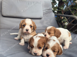 Beautiful cavalier last girl